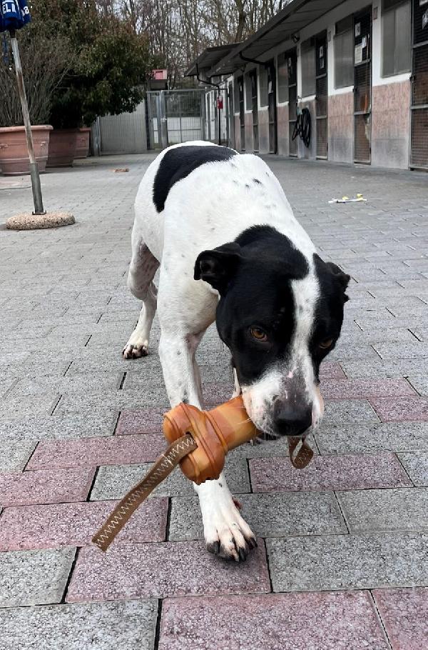 BLACK GENTILCANE Foto 2